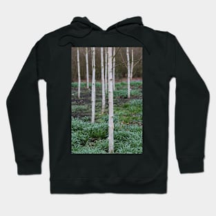 Silver birch trees Hoodie